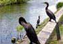 The Everglades