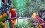 Parrot Jungle