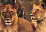 Miami Metro Zoo