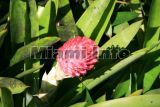 Fairchild Tropical Garden