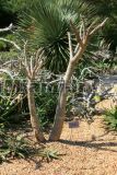 Fairchild Tropical Garden