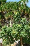 Fairchild Tropical Garden