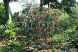 Fairchild Tropical Garden