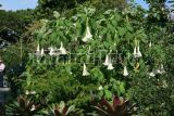 Fairchild Tropical Garden