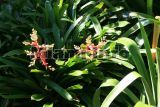 Fairchild Tropical Garden