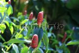 Fairchild Tropical Garden