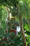 Fairchild Tropical Garden