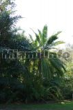 Fairchild Tropical Garden