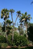 Fairchild Tropical Garden