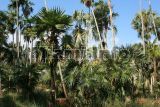 Fairchild Tropical Garden