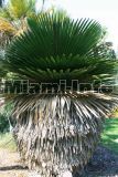 Fairchild Tropical Garden