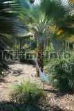 Fairchild Tropical Garden