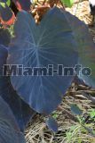Fairchild Tropical Garden