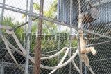 parrot jungle