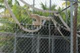parrot jungle