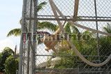 parrot jungle