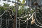 parrot jungle