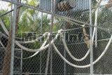 parrot jungle