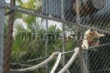 parrot jungle