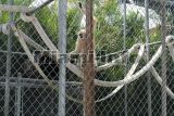 parrot jungle