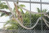 parrot jungle