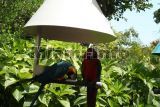 parrot jungle
