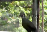 parrot jungle