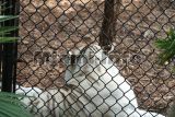parrot jungle