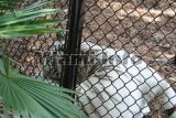 parrot jungle