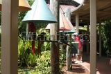 parrot jungle