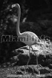Wild Animals B&W Howard