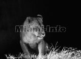 Wild Animals B&W Howard