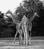 Wild Animals B&W Howard