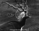 Wild Animals B&W Howard