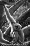 Wild Animals B&W Howard