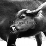 Wild Animals B&W Howard