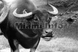 Wild Animals B&W Howard