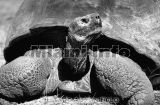 Wild Animals B&W Howard