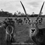 Wild Animals B&W Howard