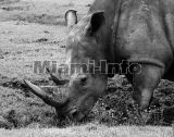 Wild Animals B&W Howard