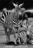 Wild Animals B&W Howard