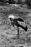 Wild Animals B&W Howard