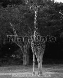 Wild Animals B&W Howard