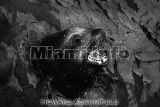 Wild Animals B&W Howard