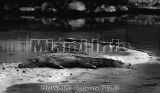 Wild Animals B&W Howard