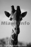 Wild Animals B&W Howard