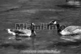 Wild Animals B&W Howard