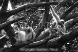 Wild Animals B&W Howard