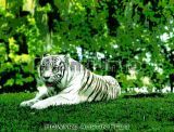 Wild Animals Howard