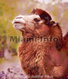Wild Animals Howard